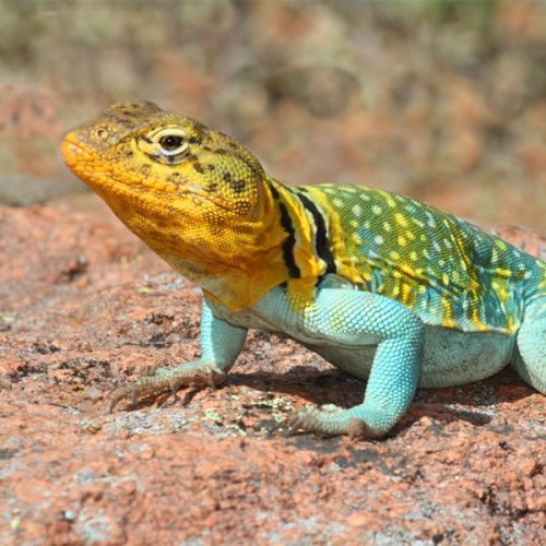 Crotaphytus Collaris <br> Scopri come accudirlo