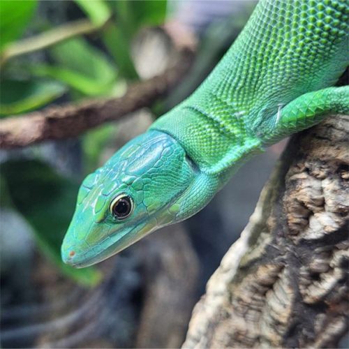 Gastropholis Prasina <br> Scopri come accudirlo