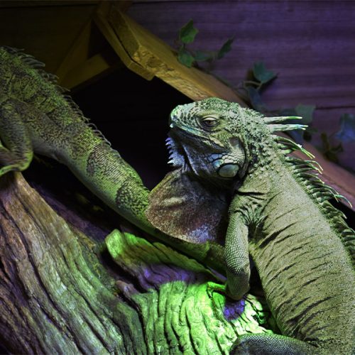 Iguana Iguana <br> Scopri come accudirlo