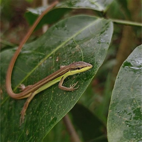 Takydromus Sexlineatus <br> Scopri come accudirlo