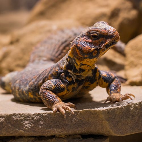 Uromastyx <br> Scopri come accudirlo