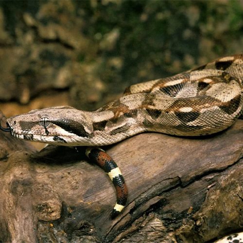 Boa Imperator <br> Scopri come accudirlo