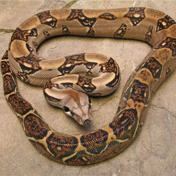 Boa Imperator <br> Scopri come accudirlo - immagine 2
