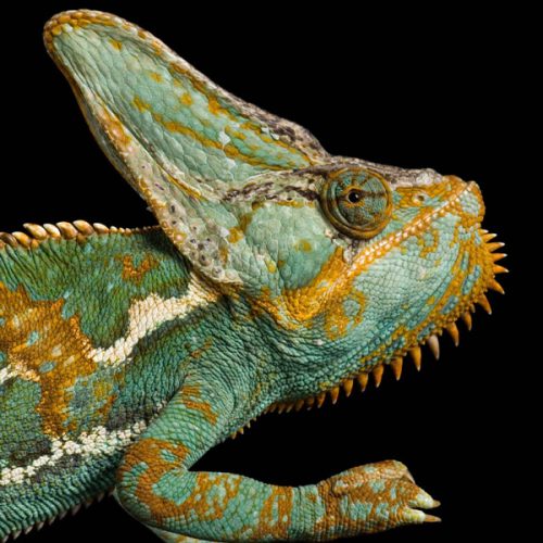 Chamaeleo Calyptratus <br> Scopri come accudirlo