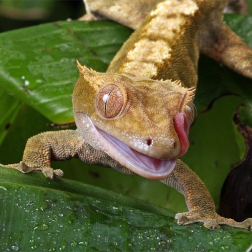 Correlophus Ciliatus <br> Scopri come accudirlo