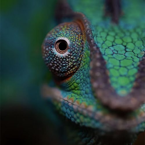 Furcifer Pardalis <br> Scopri come accudirlo