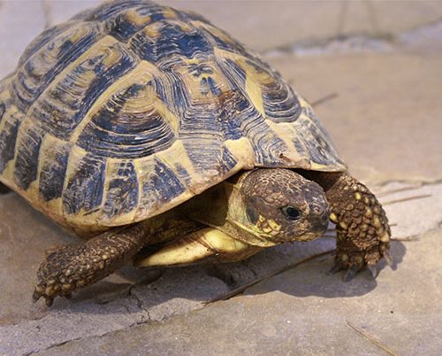 Testudo hermanni hermanni <br> Scopri come accudirlo