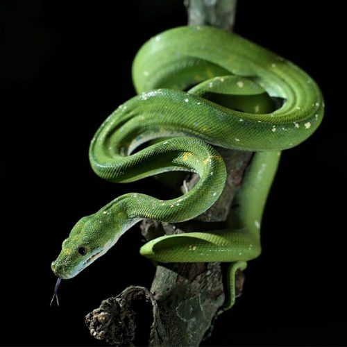 Morelia Viridis <br> Scopri come accudirlo