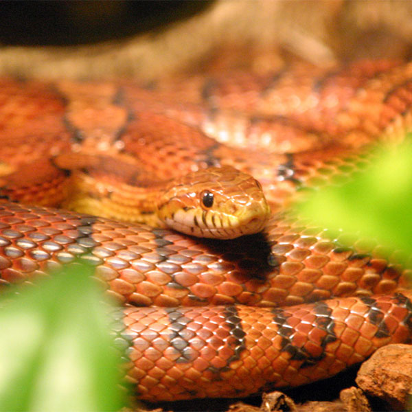 Pantherophis Guttatus <br> Scopri come accudirlo - immagine 2