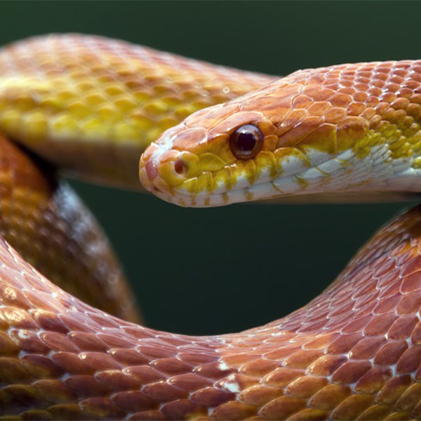 Pantherophis Guttatus <br> Scopri come accudirlo