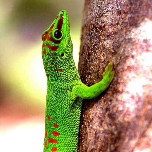 Phelsuma <br> Scopri come accudirlo