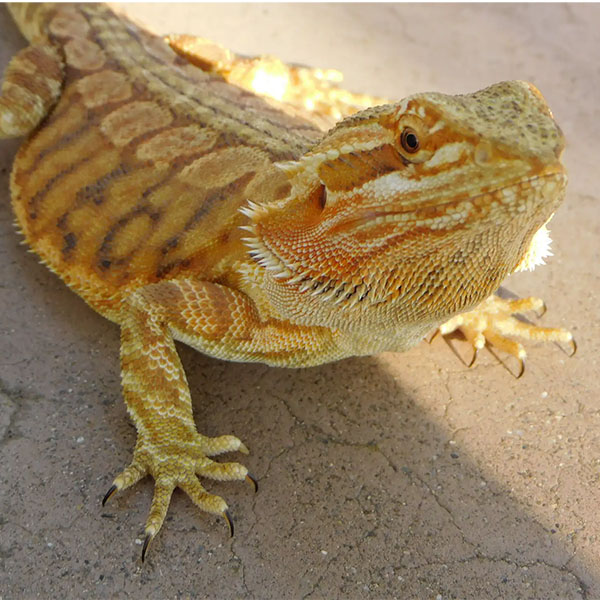 Pogona Vitticeps <br> Scopri come accudirlo - immagine 2