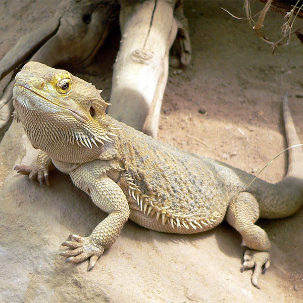 Pogona Vitticeps <br> Scopri come accudirlo