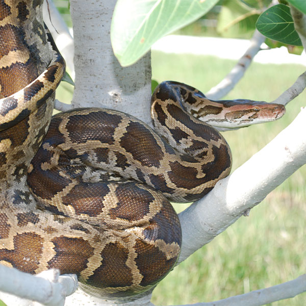 Python Molurus <br> Scopri come accudirlo - immagine 2