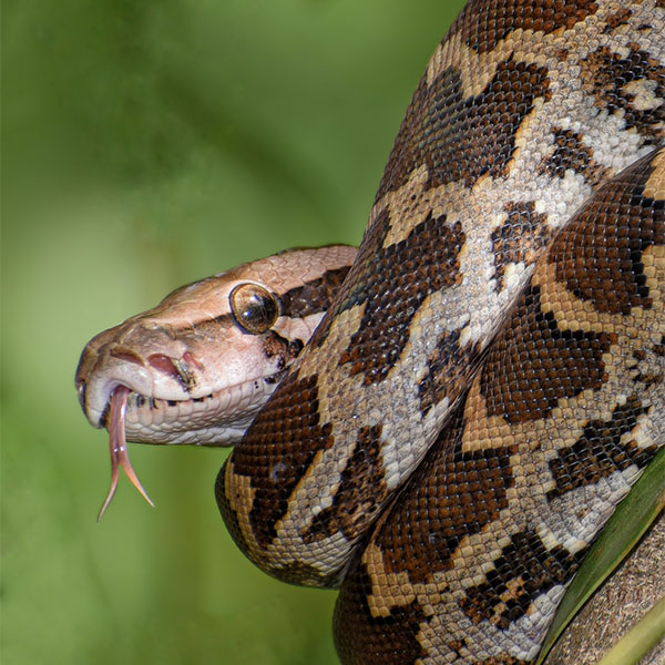 Python Molurus <br> Scopri come accudirlo