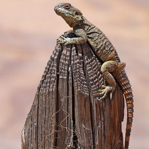 Stellagama Stellio Brachydactyla <br> Scopri come accudirlo