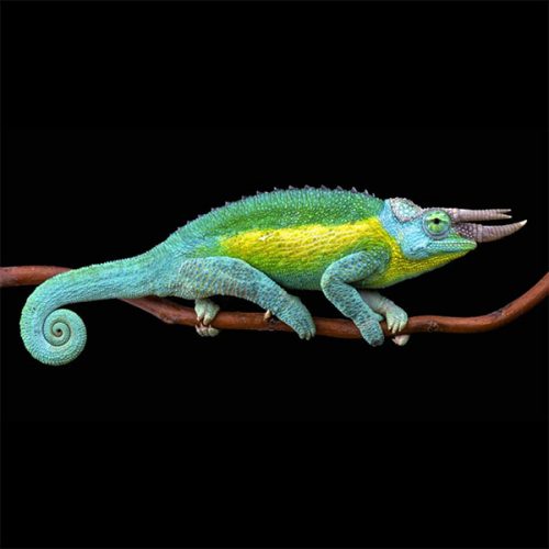 Trioceros Jacksonii <br> Scopri come accudirlo