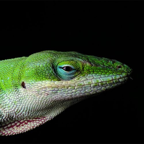 Anolis <br> Scopri come accudirlo